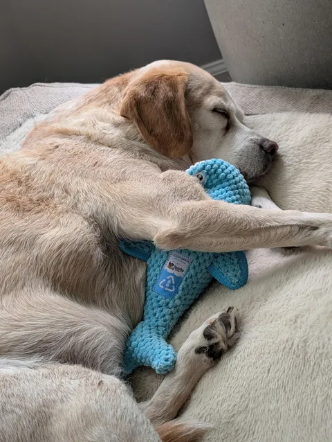 This big guy just turned 14 and is still full of energy but definitely enjoys his naps these days.