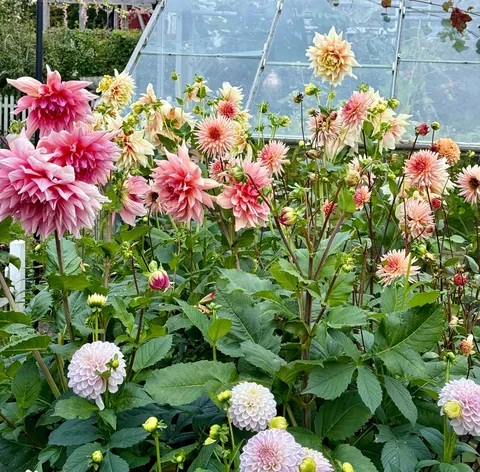 My Fall Garden 💚🌸🧚🍃🍁