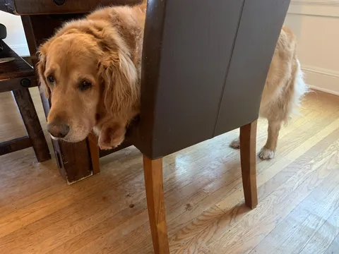 My genius golden got “stuck” and needed my assistance 🤦‍♂️