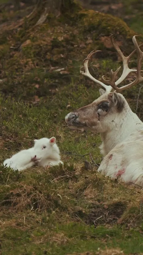 🔥The Reindeer (Rangifer tarandus)