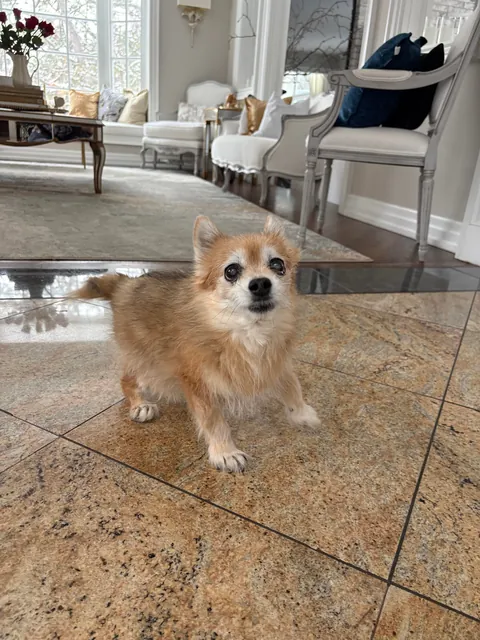 Seeing Puff Pastry after a month 😍