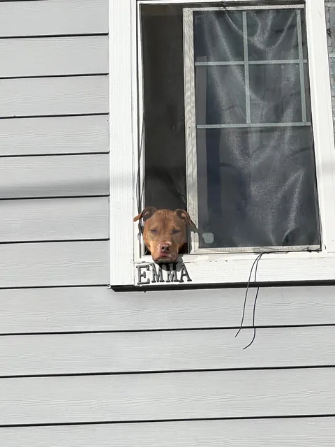 [oc] I always hear people say “hi doggy” from my bedroom, but they don’t know her name. I wanted to change that. Now I hear people say “hi Emma”