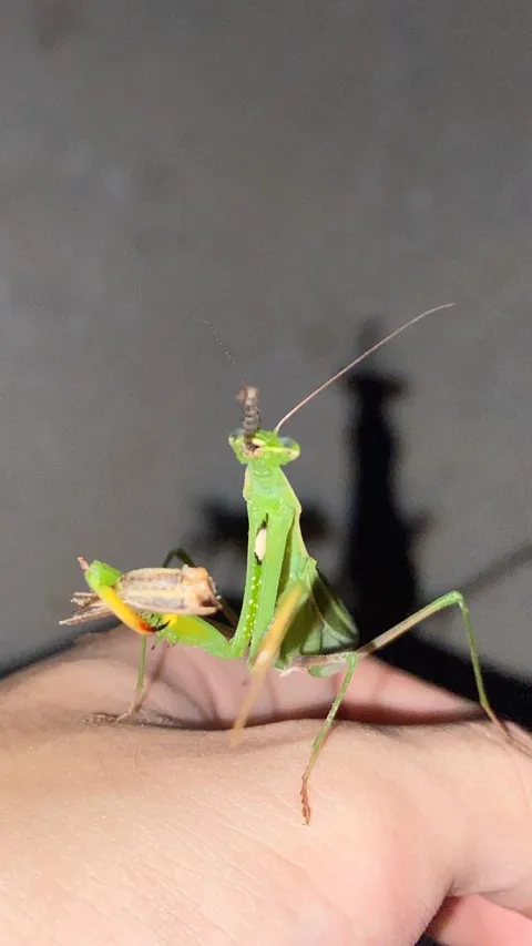 A wild praying mantis landed on my arm and allowed me feed it