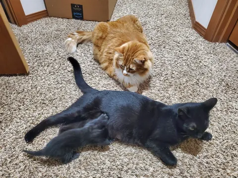 1 year with since I brought this girl home, pregnant with 5 kittens