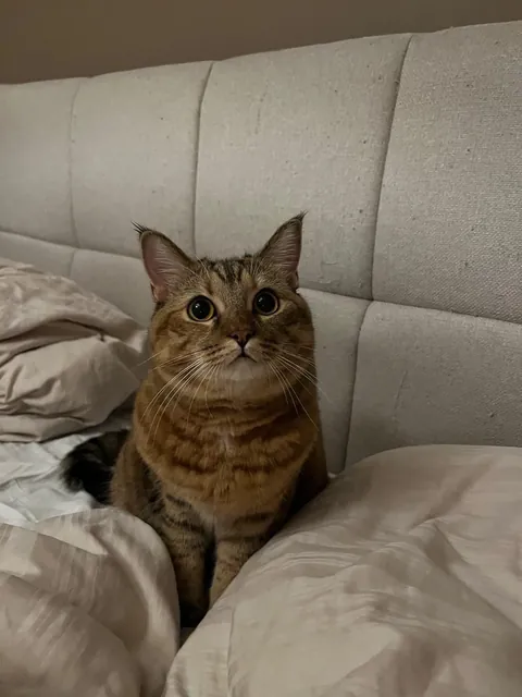 Finally got my own cat! I love her so much 🥹❤️