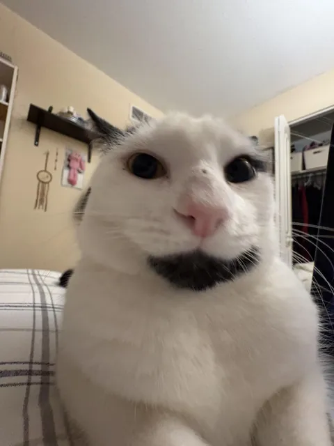 Having a rough day.. please show me the ugliest picture of your cat 🥺