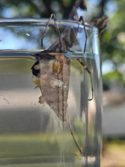 3rd update to parasite filled mantis!