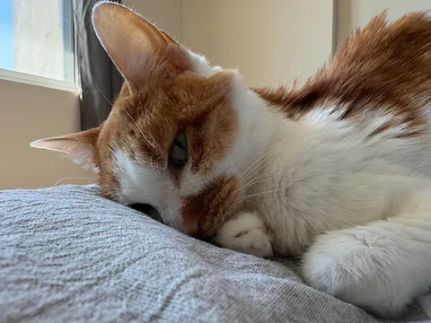 Meimei (10) will always be loved❤️