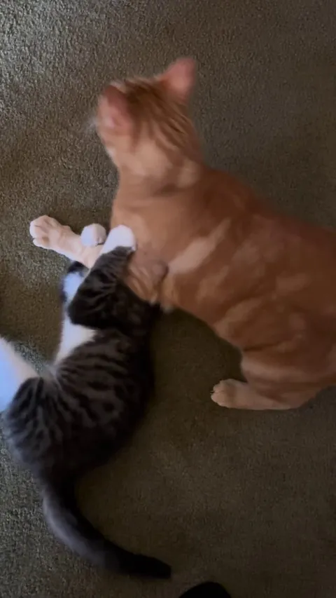 Is this normal play I feel like it is but my family is freaking out