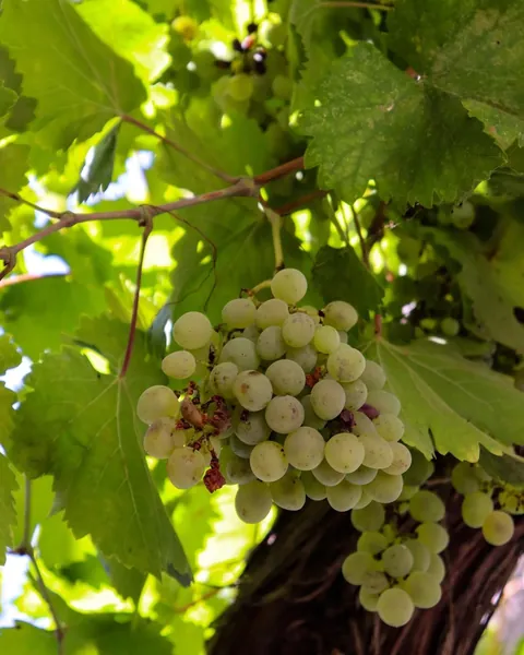 A very cozy cottage stay in Meteora Greece 🇬🇷