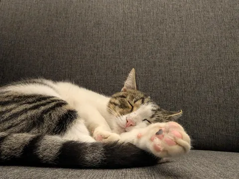 The huge collection of cats I found on my adventure to Turkey😅😊