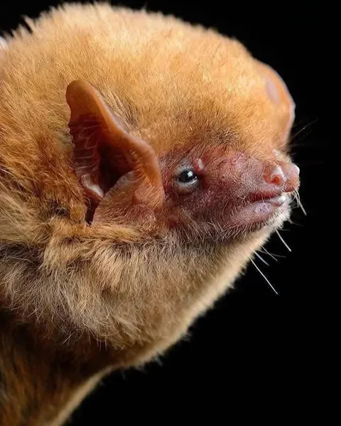 Bats photographed by Jose G. Martinez-Fonseca