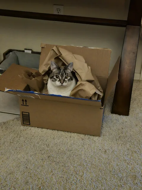 Cat in a box