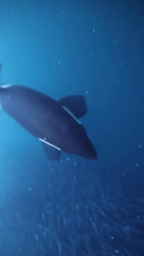 🔥 An orca slaps herring with his tail (Seglvik, Norway)
