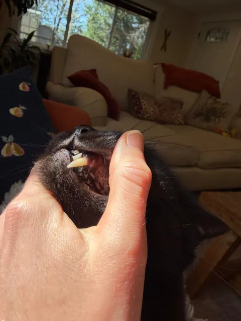 Cats teeth pushing out/getting longer?
