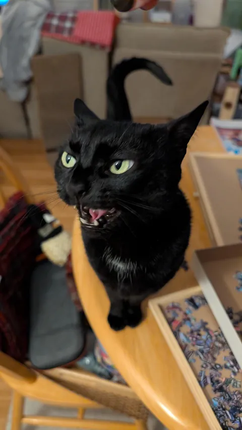 Someone didn't like being asked nicely to not touch the puzzle 🧩