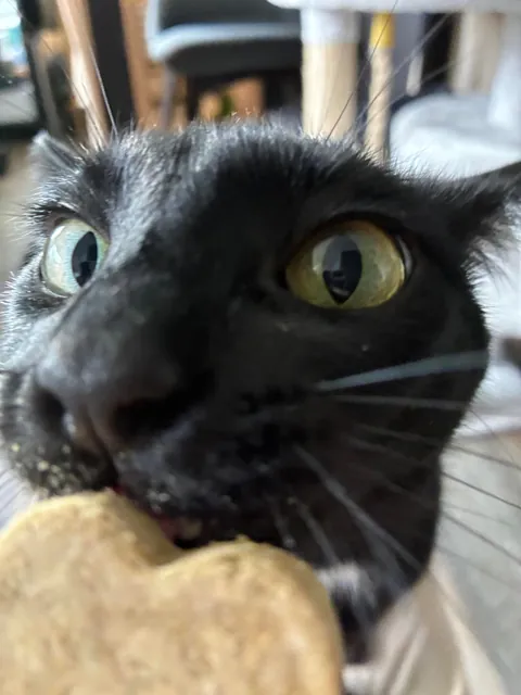 Salem’s first time eating a purr pop