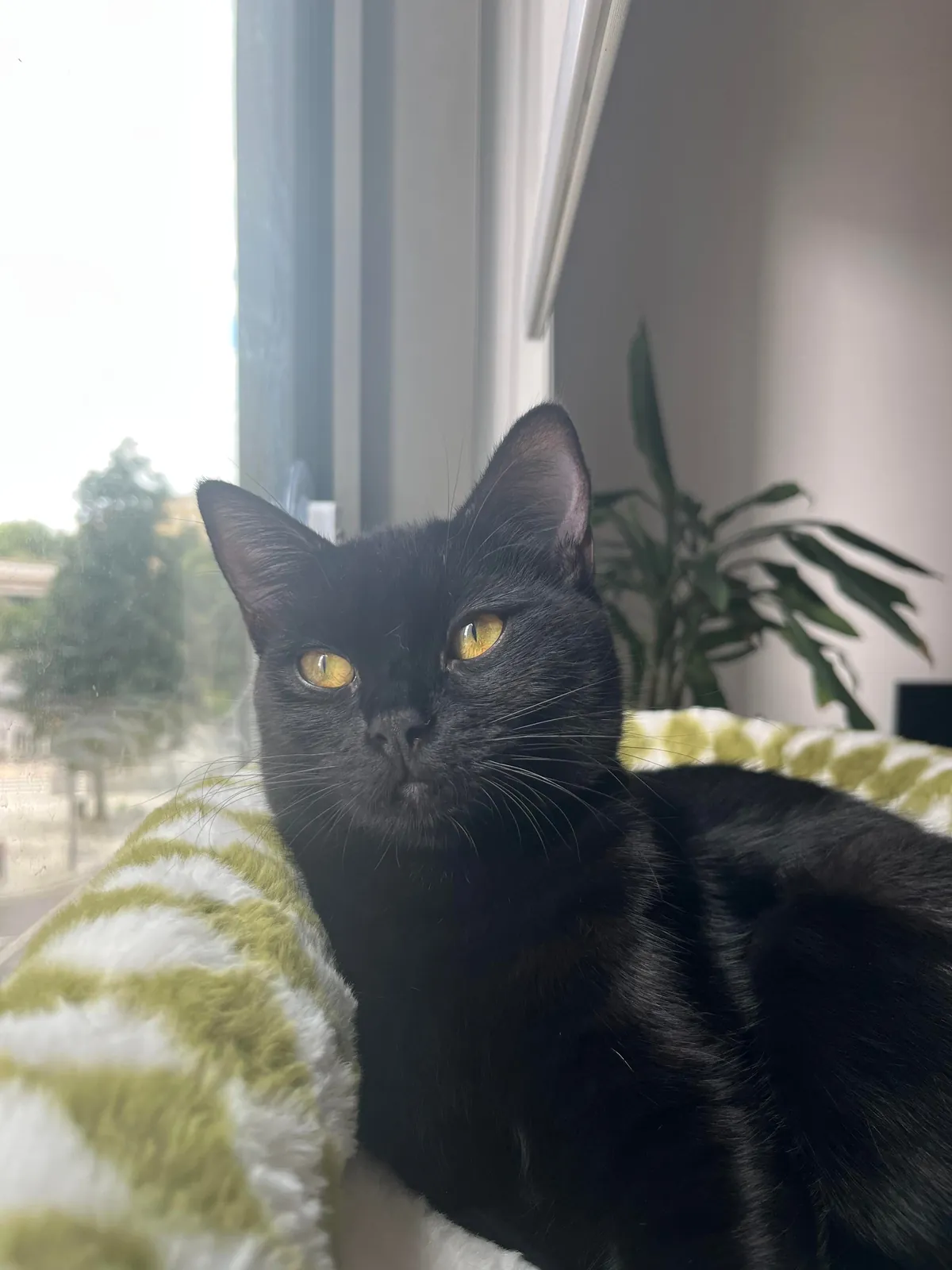 Happy National Black Cat Day to all of your babies 💕