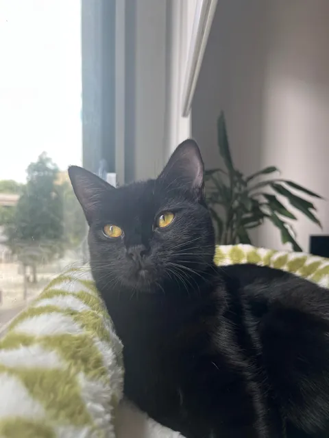 Happy National Black Cat Day to all of your babies 💕