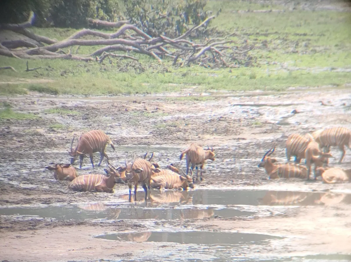 Central African Republic (CAR)