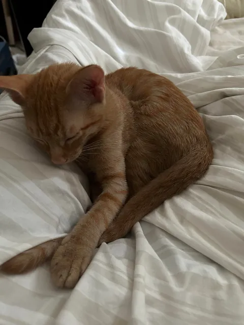 I got my first cat a few weeks ago!