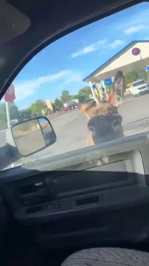 A wild Burro approached a man at a gas station.