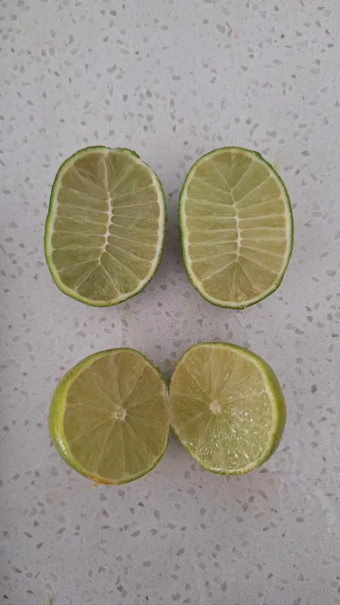 Oblong lime crossection