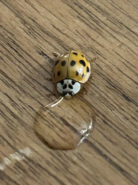 I saw a ladybug on a table in my house, so I placed a drop of water near it, and it walked over to take a sip.