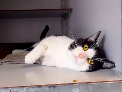 Would a three legged cat be suitable as a first cat?