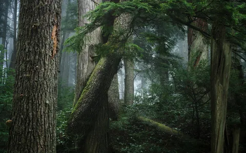 Foggy days in British Columbia, Canada [1900x1188][OC]
