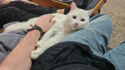 Just adopted my first kitty