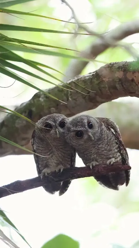 🔥 These two adorable juvenile Eastern Screech Owls