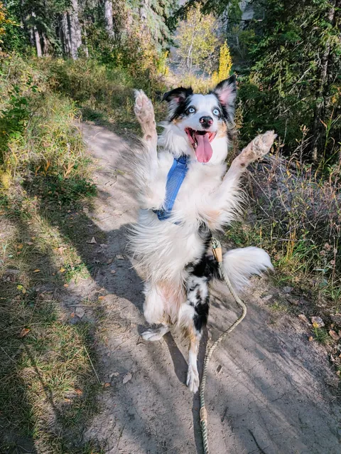 Milo looks so fancy in this picture.