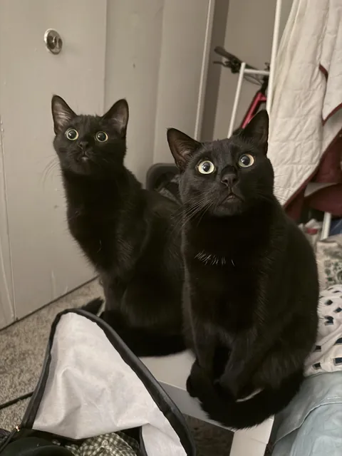 The two cat genders: creature and tatertot