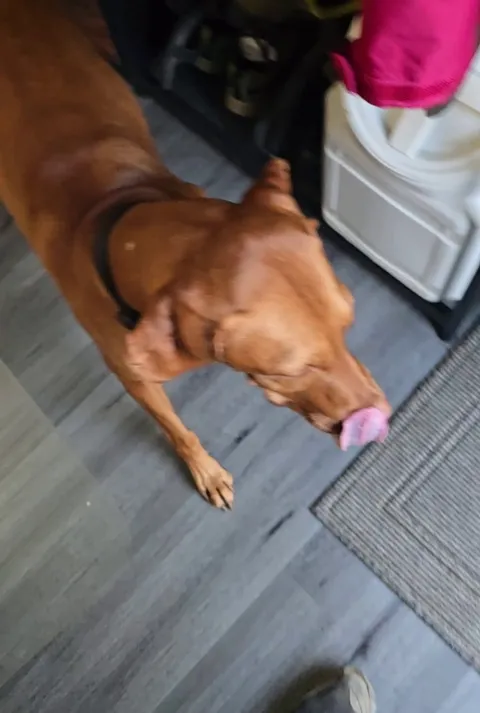 Protecting the compound from Intruders