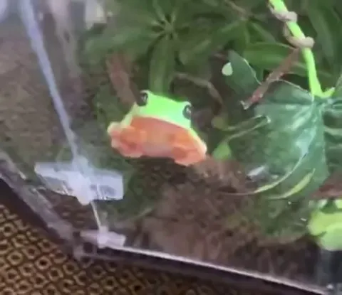 Henlo! Let me blob for you.