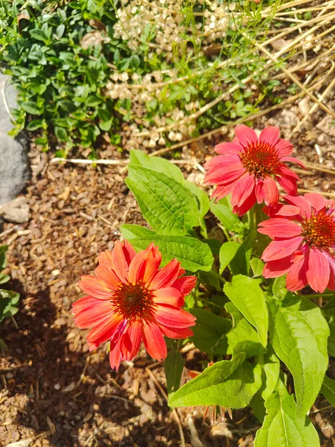 No one cares much about my flowers so I thought to share them here