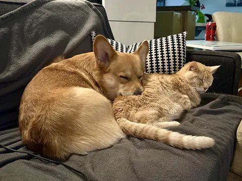 It only took two years but my corgi and cat are finally cuddling together