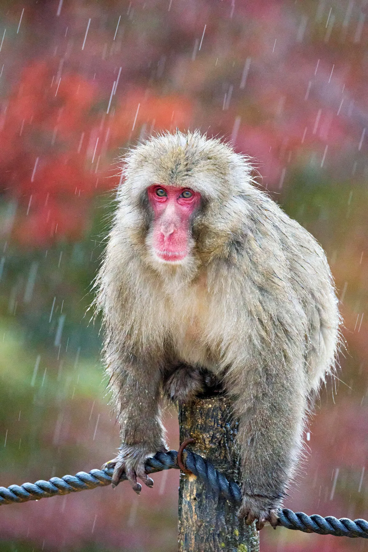 Fall colors in Japan