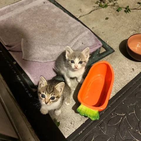 The way they look up at you with their whole heart