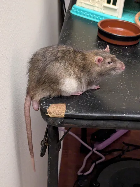 santi is most comfortable when his balls hang off the edge