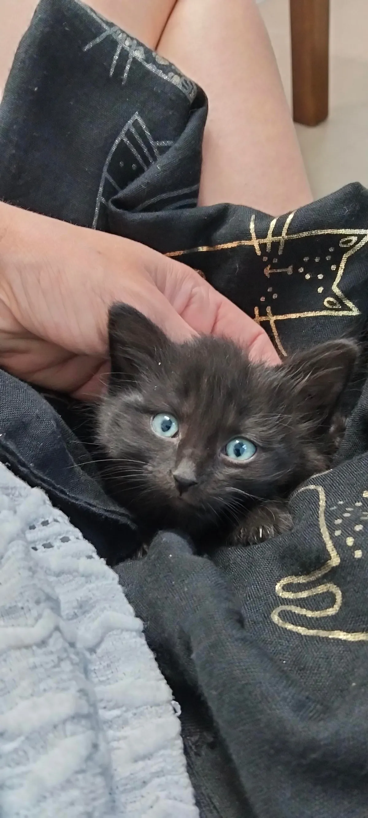 Just kitten things 🖤