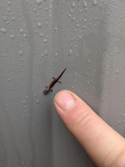 I found a rather tiny salamander at work today, chilling in the morning rain.