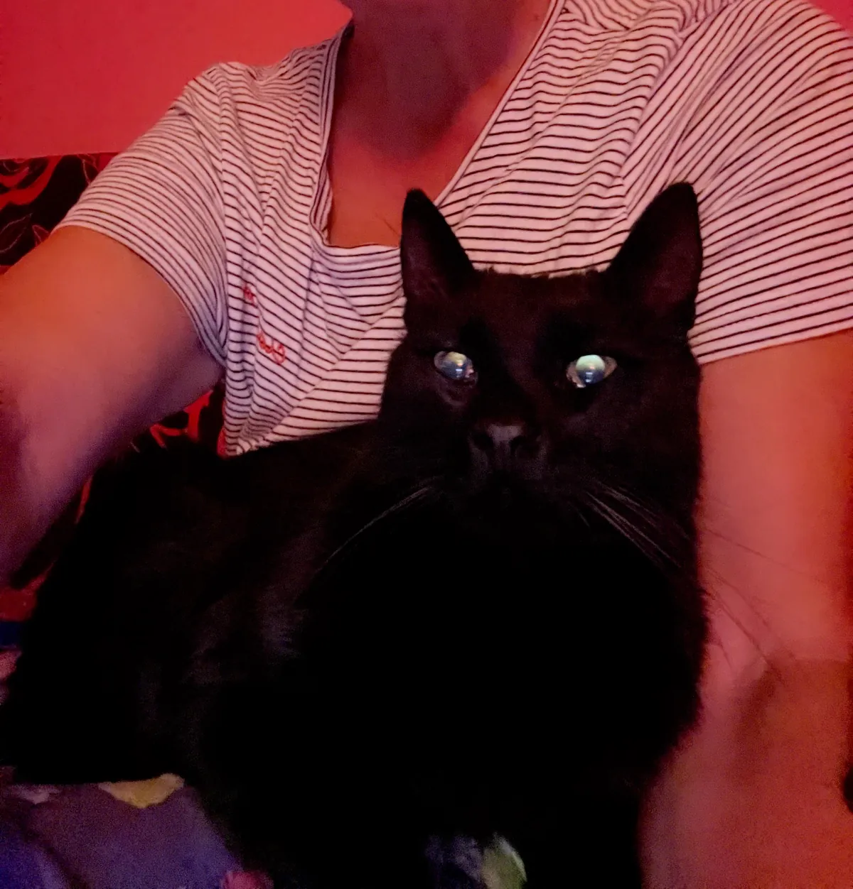 My 4 year old neighbors cat Mimi continues to visit me after my “King” (aged 14) 12 days ago crossed the rainbow 🌈!