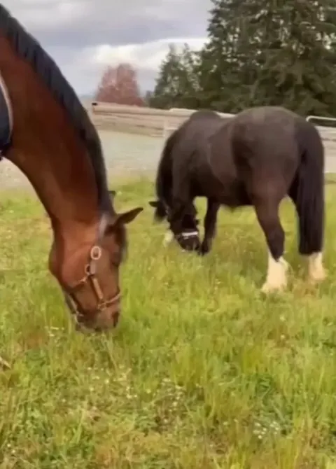 Horse asks for help removing his muzzle so he can eat grass