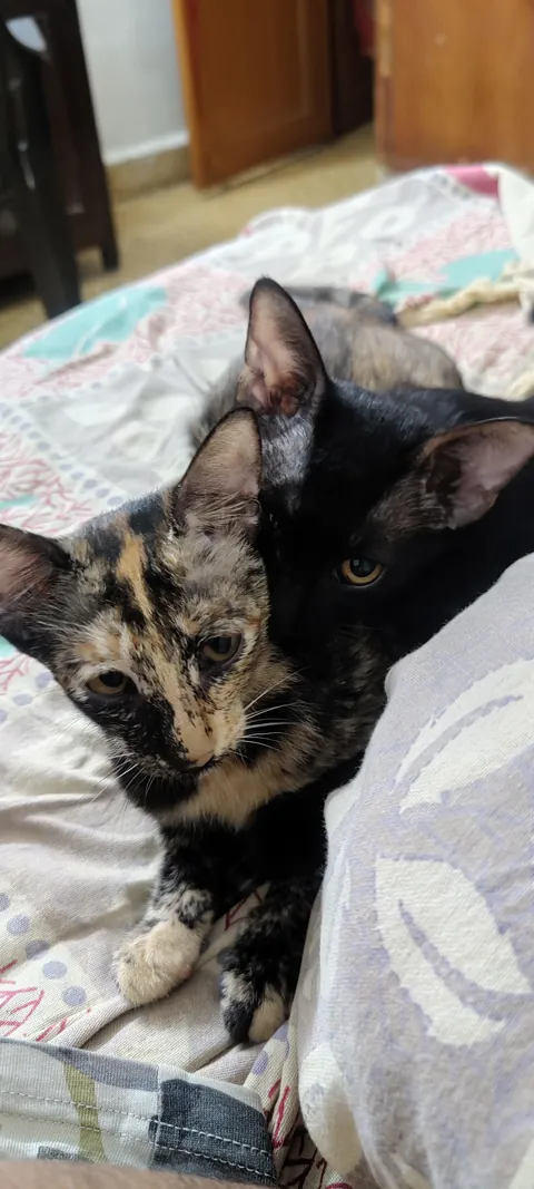 Shadow never leaves !!!