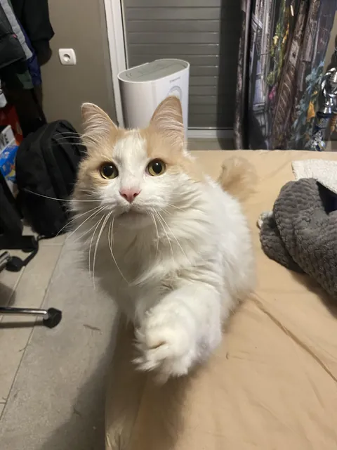 Mr Max wanted me to keep petting him