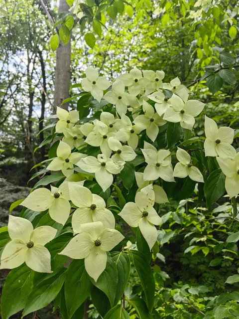 My garden in Serbia part 3