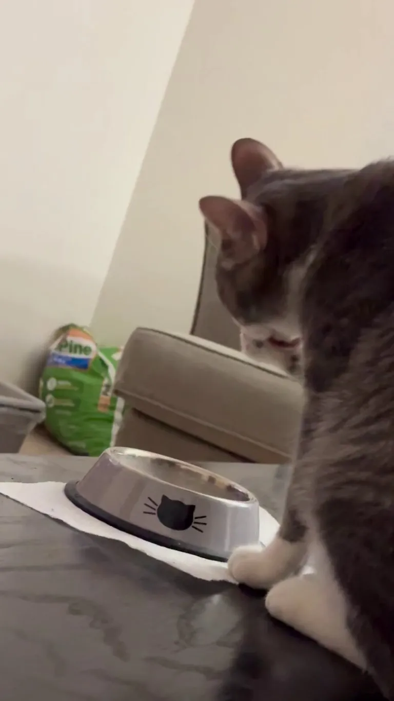 Why does my cat drink water like this?