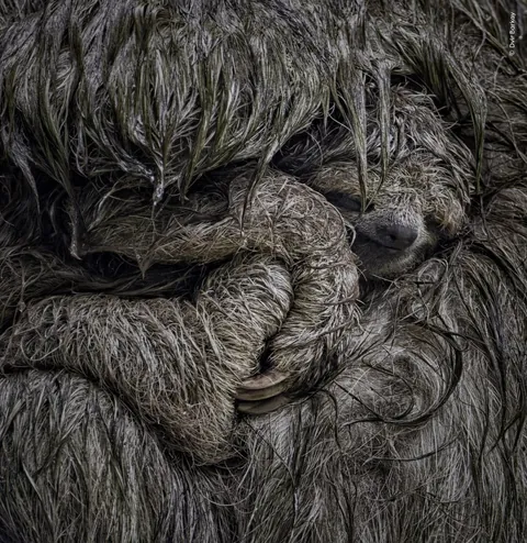 🔥Nominees for the Nuveen People’s Choice Award from Wildlife Photographer of the Year 2026